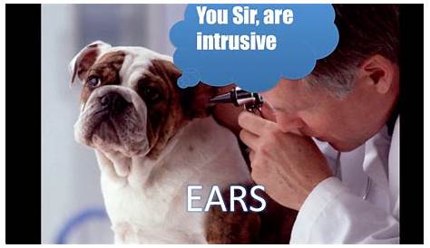 ear cytology dog guide