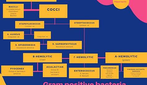 gram positive bacteria chart