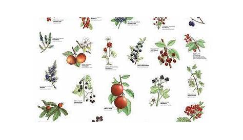 edible medicinal flower plant chart - Yahoo Image Search | Herbs