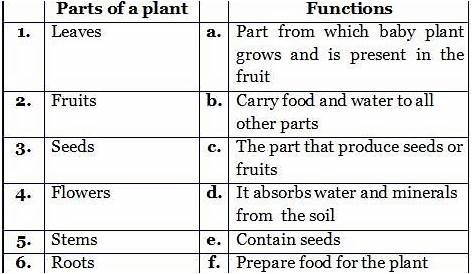 Types of plants practice sheets for science grade 2 CBSE