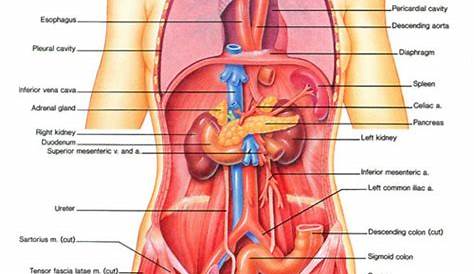 Male Internal Organs Of The Human Body Anatomical Chart - Body Free