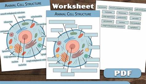 Digital Printable Animal Cell Structure Worksheet Homeschool - Etsy