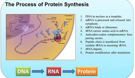protein synthesis flow chart answers