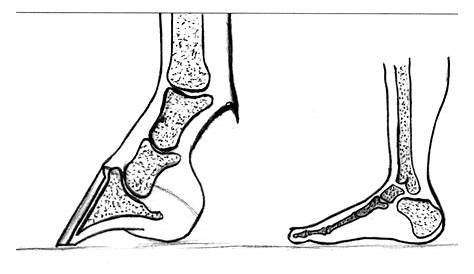 Horse Leg Bone Diagram / September Newsletter - Lower Limb Swelling
