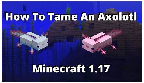 how to tame a axolotl in minecraft