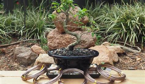 Wire For Bonsai Training