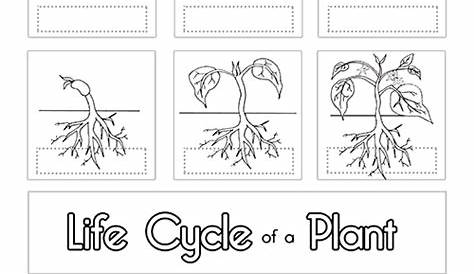 plant life cycle worksheet