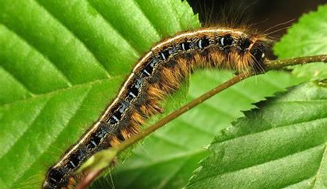 North American Caterpillar Identification - Owlcation