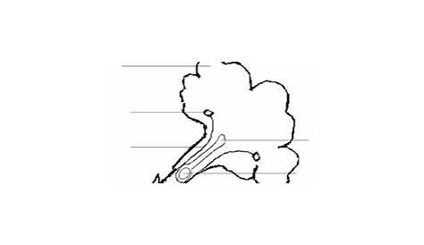 Label the Parts of a Flower Worksheet | Science worksheets, Parts of a