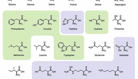 Why are there 20 amino acids? | Feature | Chemistry World