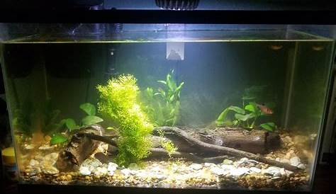 What do you guys think of my 10 gallon tank? : Aquariums