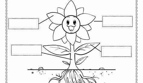 structure of a flower worksheets