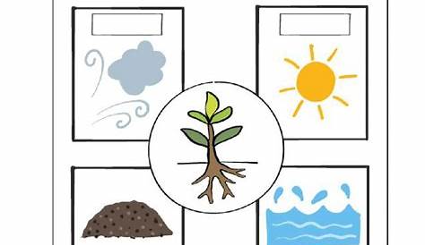 how plants grow worksheets