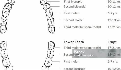 Teeth Adult Dental Chart Stock Illustration - Download Image Now - Diagram, Chart, Human Teeth