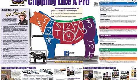 show steer feeding chart