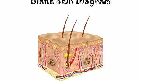 45+ Printable Skin Diagram Pics | 1000diagrams