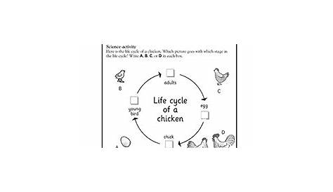 life cycle worksheet 3rd grade