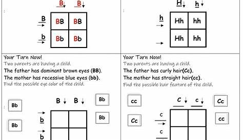 9 Hands-On Worksheet Punnett Square Worksheet - The Teach Simple Blog
