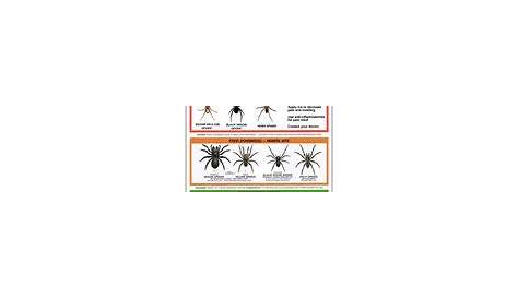 USA Spider Identification Chart | Spider chart, Brown recluse, Spider