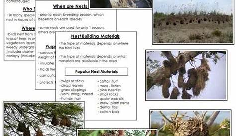 Birds And Their Nests | Birds and their nests, Bird nest, Birds