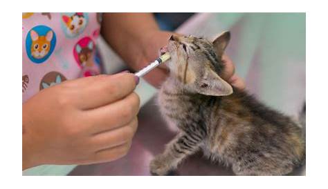 Pyrantel For Cats: Overview, Dosage & Side Effects - Cats.com