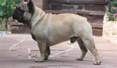 french bulldog fully grown