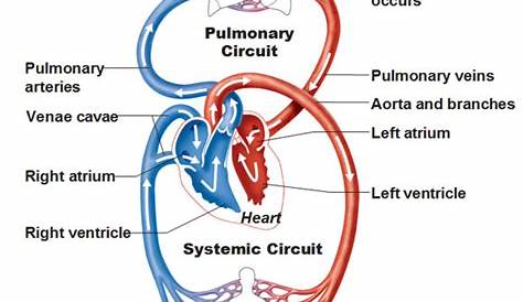 heart circuit box diagram