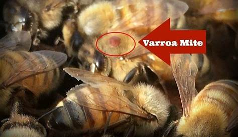 varroa mite treatment organic