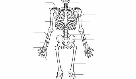 skeletal system worksheets with answers