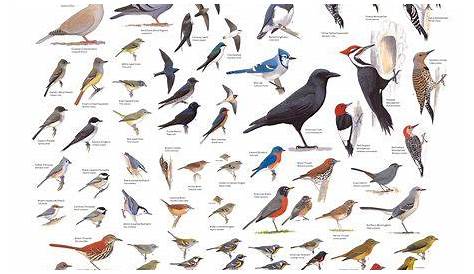Identification Charts | My mom, Your name and Bird identification