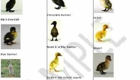 Duckling Age Chart With Pictures - Mary Blog