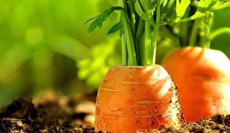 Easy Ways To Grow Carrots In Your Home Garden - TheGardenGranny