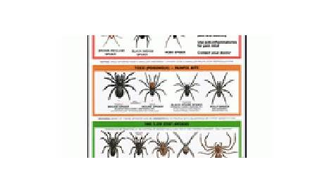 Get a Free USA Spider Identification Chart Mailed to You & VonBeau.com