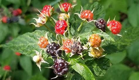 wild poisonous berries chart