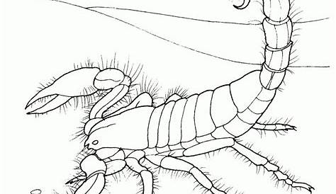 Desert Animals Coloring Pages | Free Printable Pictures - Free