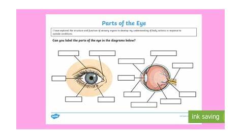 Label the Eye Worksheet – Teacher-Made Learning Resources