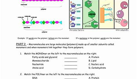 macromolecules worksheet answer key