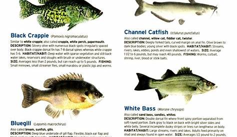 Freshwater and Saltwater Fish Commonly Caught In Texas - Page