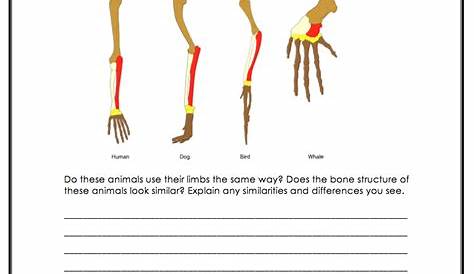 human evolution worksheets answers