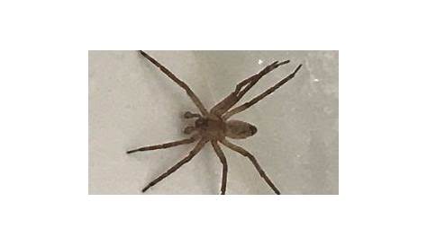 Spiders in Wisconsin - Species & Pictures