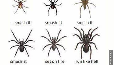 Helpful Spider Chart - The Best Funny Pictures | Spider identification