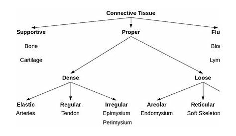 Connective tissue types. Is this diagram I made correct ? More info in