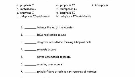 meiosis stages worksheet answers