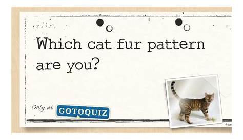 Which cat fur pattern are you?
