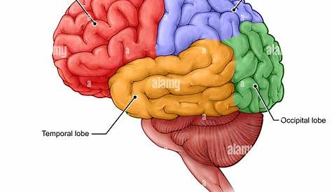 what are the lobes of the brain