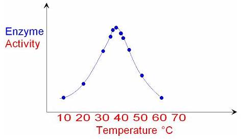 graph of enzyme activity and temperature