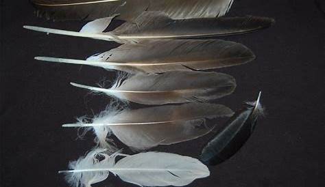 Bald Eagle Feathers | These Bald Eagle feathers were photogr… | Flickr