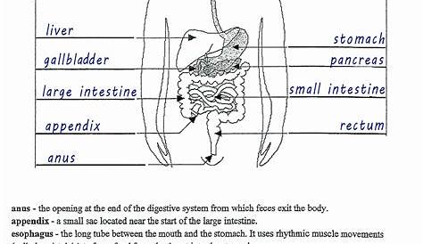 Digestive System Worksheet Answer Key Luxury Gcse Biology Digestion