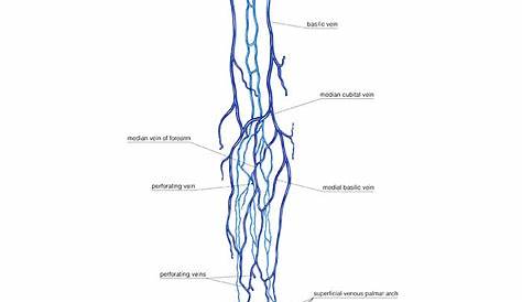 veins of the upper limb diagram