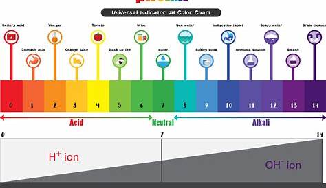 Ph scale universal indicator ph color chart Vector Image